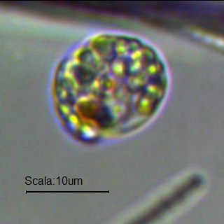 E'' a pois e piuttosto nevrotico